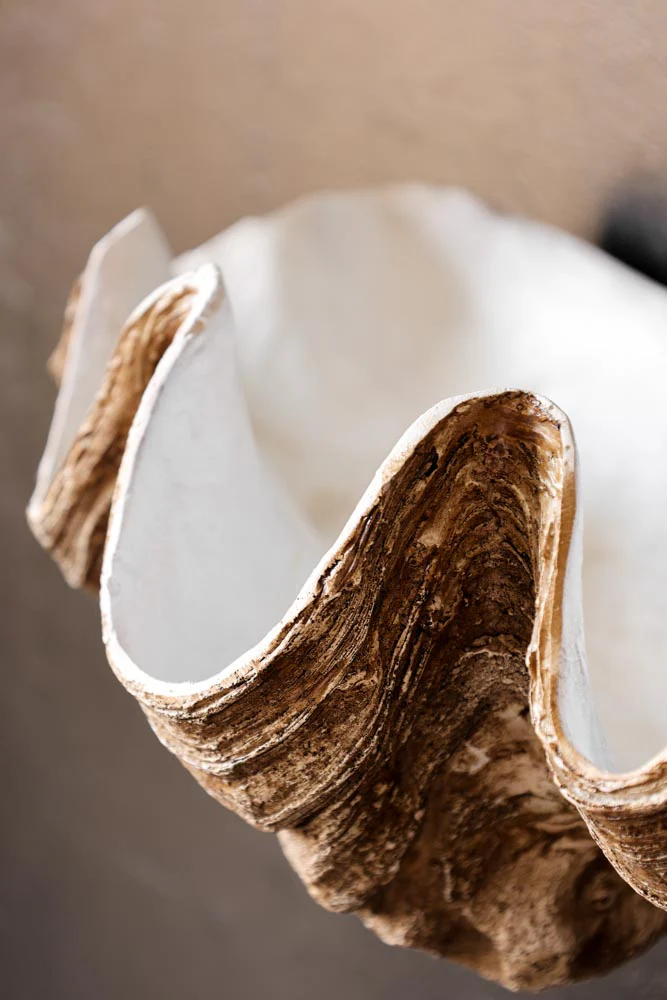 Clam Shell Wall Shelf - Image 4